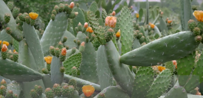 Benefites of cactus