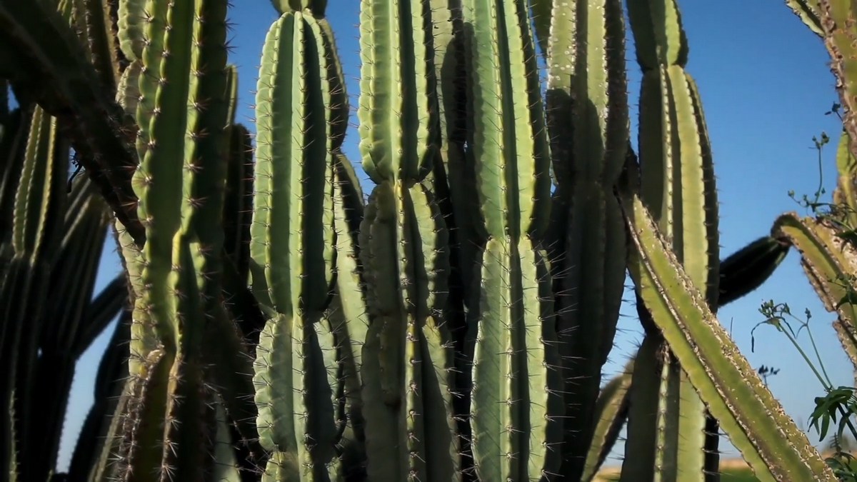 Big cactus leaves