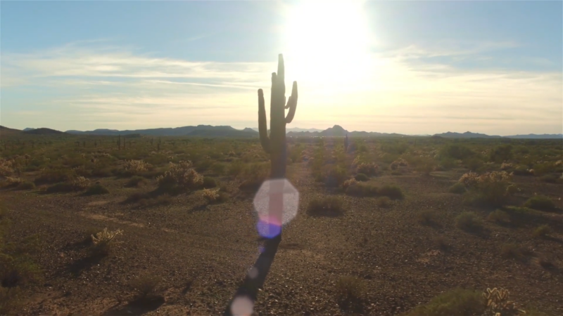 cactus plant in the wild