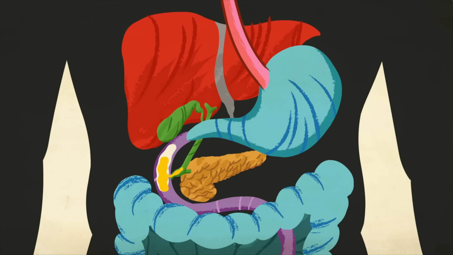 Anatomy of Digestive System