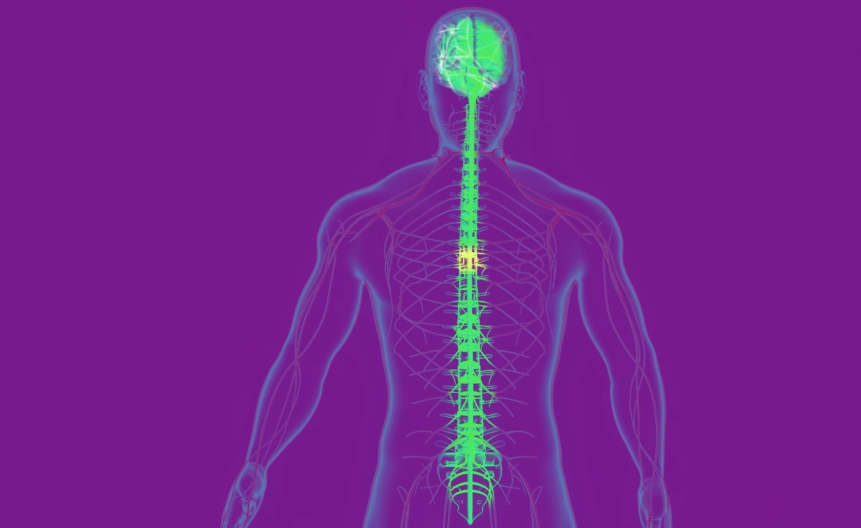 Anatomy of Nervous System