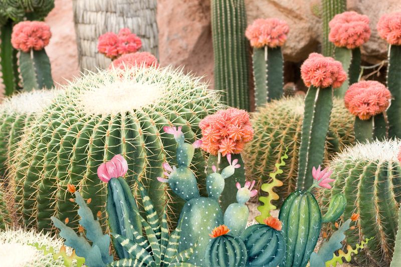 A group of cacti with pink flowers